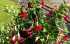 Blumen12